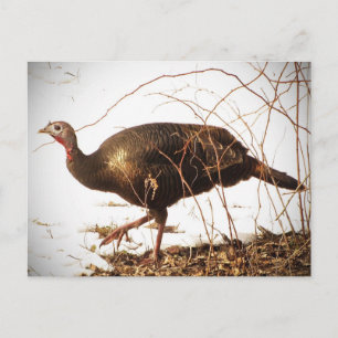 Cartão Postal Cartão-postal Wild Turkey