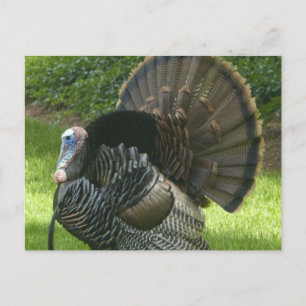 Cartão Postal Cartão-postal Wild Turkey