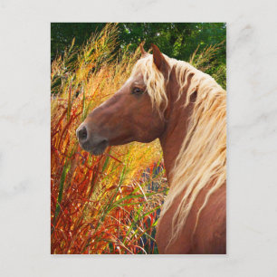 Cartão Postal Cartão-postal "Wildfire"