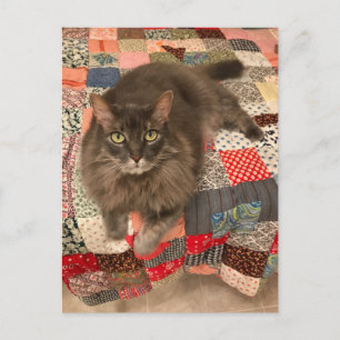 Cartão Postal Cartão-postal "Willow Cat Sitting"