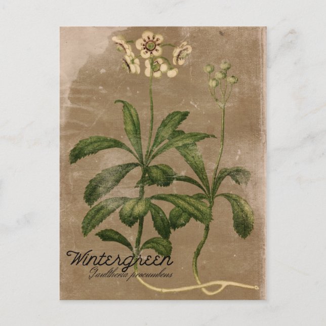 Cartão Postal Cartão-postal Wintergreen Plant do Estilo Vintage (Frente)