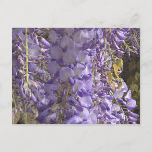Cartão Postal Cartão-postal Wisteria