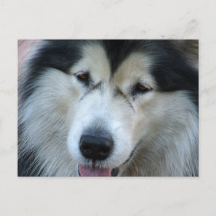 Cartão Postal Cartão-postal Wolf Malamute