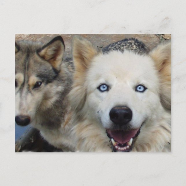 Cartão Postal Cartão-postal Wolf Pack (Frente)