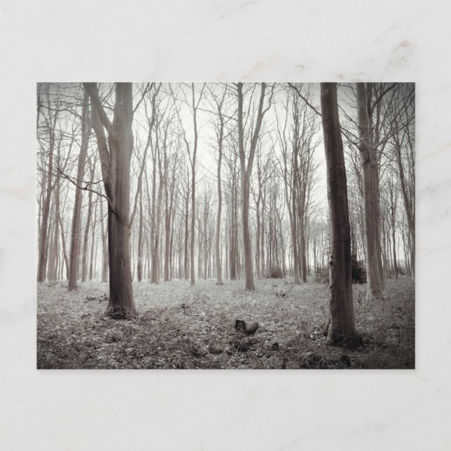 Cartão Postal Cartão-postal Woodland Dream (Frente)