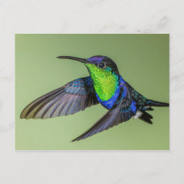Cartão Postal Cartão-postal Woodnymph Hummingbird