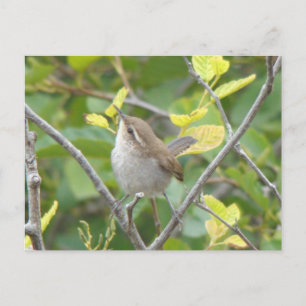 Cartão Postal Cartão-postal Wren de Bewick