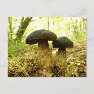 Cartão Postal Cartão-postal Xerocomus pruinatus