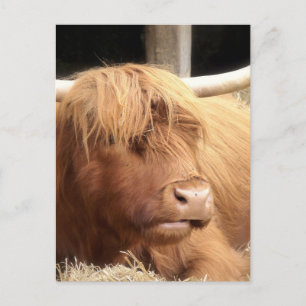 Cartão Postal Cartão-postal Yak