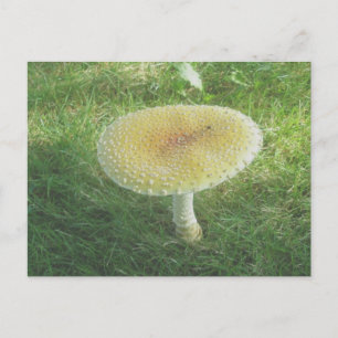 Cartão Postal Cartão-postal Yellow Huch Mushroom