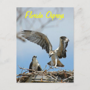 Cartão Postal Cartão-postal Young Florida Ospreys