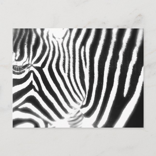 Cartão Postal Cartão-postal Zebra (Frente)
