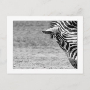 Cartão Postal Cartão-postal Zebra