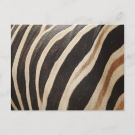Cartão Postal Cartão-postal Zebra