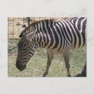 Cartão Postal Cartão-postal Zebra