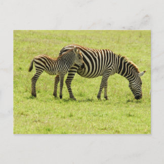 Cartão Postal Cartão-postal Zebra