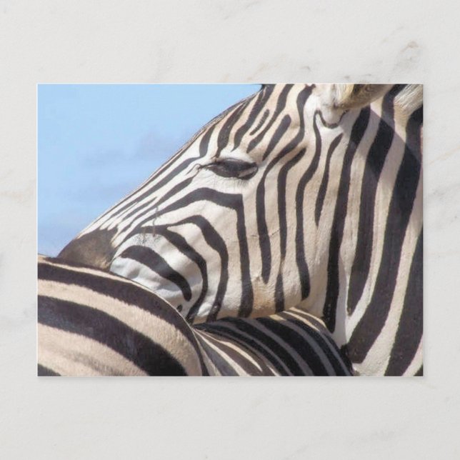 Cartão Postal Cartão-postal Zebra (Frente)