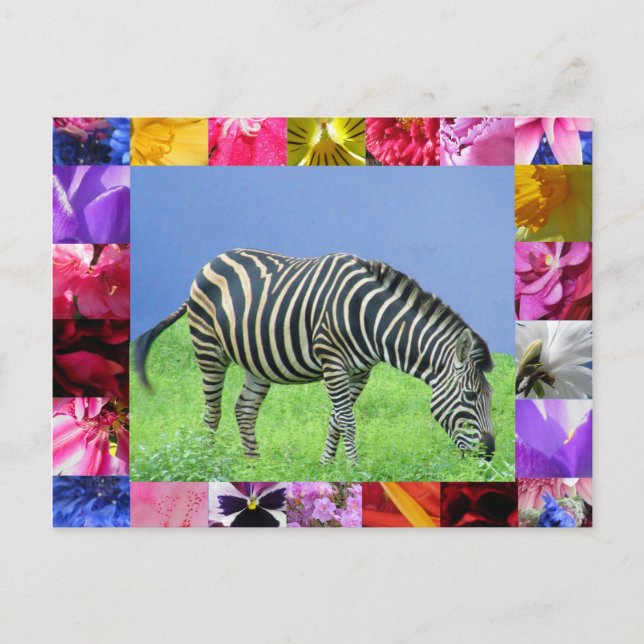 Cartão Postal Cartão-postal Zebra (Frente)
