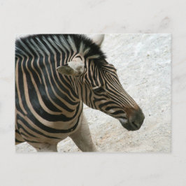 Cartão Postal Cartão-postal Zebra