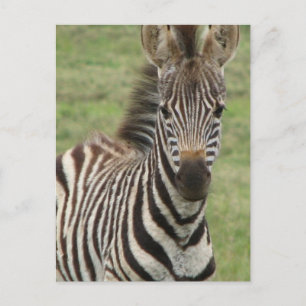 Cartão Postal Cartão-postal Zebra Bebê