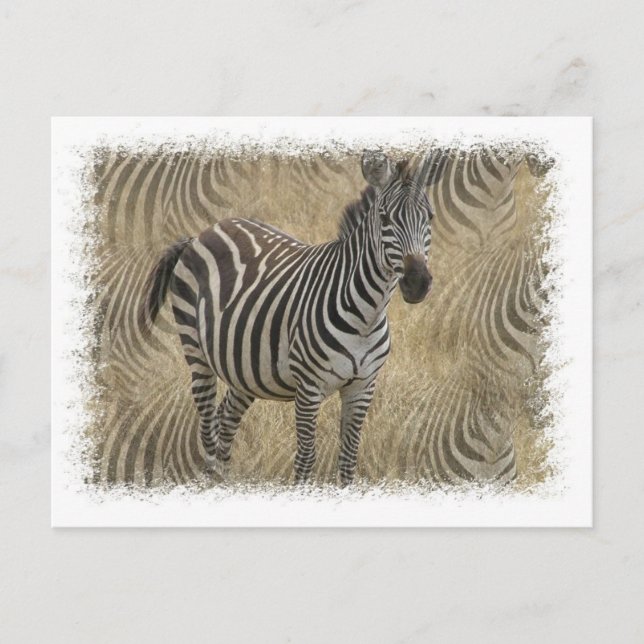 Cartão Postal Cartão-postal Zebra com risca (Frente)