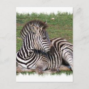 Cartão Postal Cartão-postal Zebra em repouso