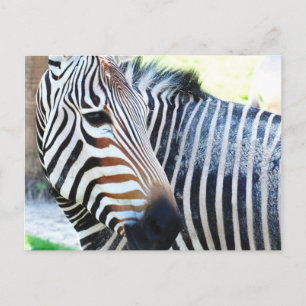 Cartão Postal Cartão-postal Zebra Negrito