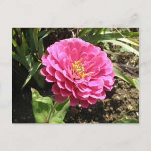 Cartão Postal Cartão-postal Zinnia Rosa