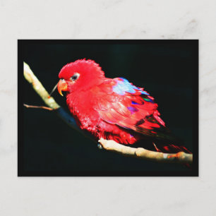 Cartão Postal Cartaz-Animais-35