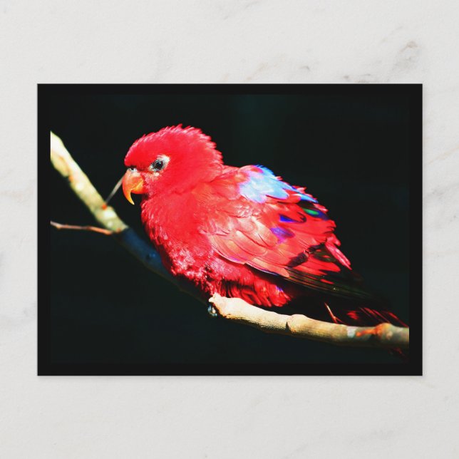 Cartão Postal Cartaz-Animais-35 (Frente)