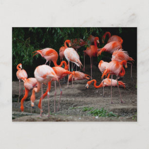 Cartão Postal Cartaz-Animais-Flamingos Rosa