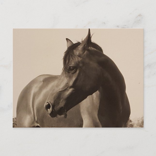 Cartão Postal Cartaz árabe sobre cavalos (Frente)