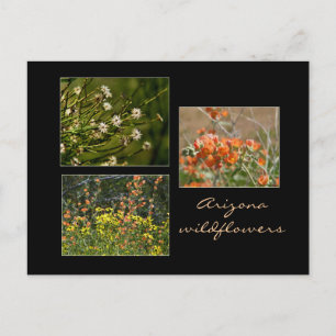 Cartão Postal Cartaz arizona de flores silvestres