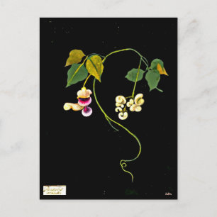 Cartão Postal Cartaz-Arte Botânica-Mary Delany 5