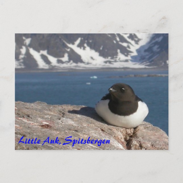 Cartão Postal Cartaz Auk Spitsbergen (Frente)