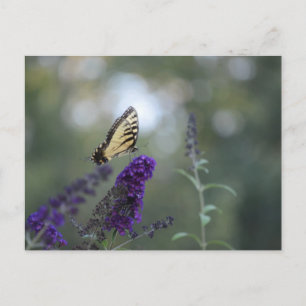 Cartão Postal Cartaz-borboleta Buddleia com Bokeh BeauBonita