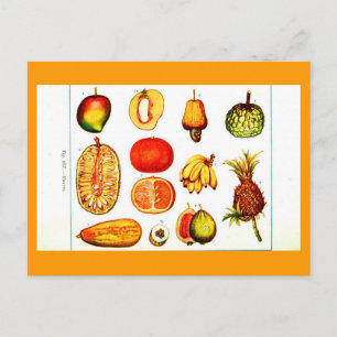 Cartão Postal Cartaz-Botânico-Frutas Amarelo e Laranja