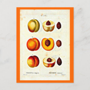 Cartão Postal Cartaz-Botânicos-Pierre Joseph Redoute 17