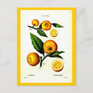 Cartão Postal Cartaz-Botânicos-Pierre Joseph Redoute 23