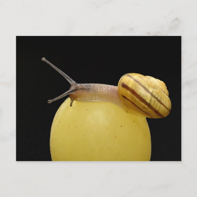 Cartão Postal Cartaz-caracol (Frente)