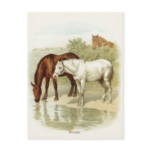 Cartaz-cartão-postal Vintage animal