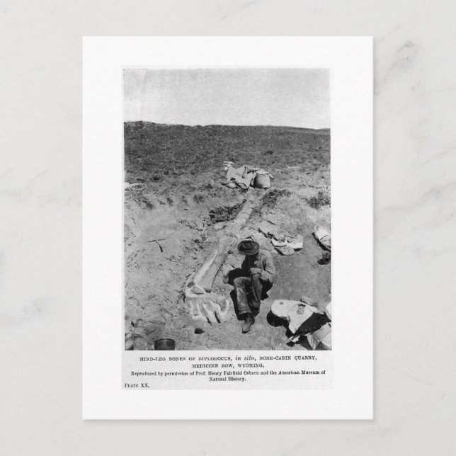 Cartão Postal Cartaz cartaz do diplodocumental dinossauro (Frente)