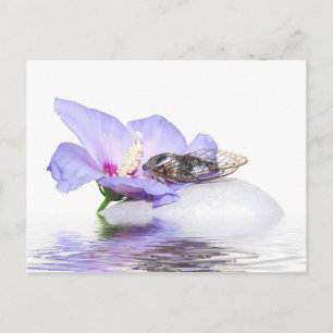 Cartão Postal Cartaz - Cicada na Provença