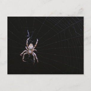 Cartão Postal Cartaz com aranha - cruz