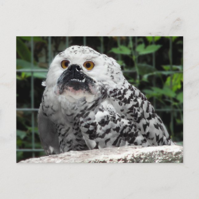 Cartão Postal Cartaz com marcador (Frente)