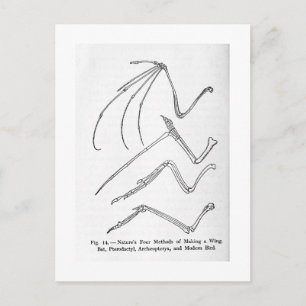 Cartão Postal Cartaz da arte das Quatro Asas da Natureza