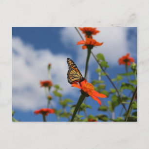 Cartão Postal Cartaz da borboleta Monarca