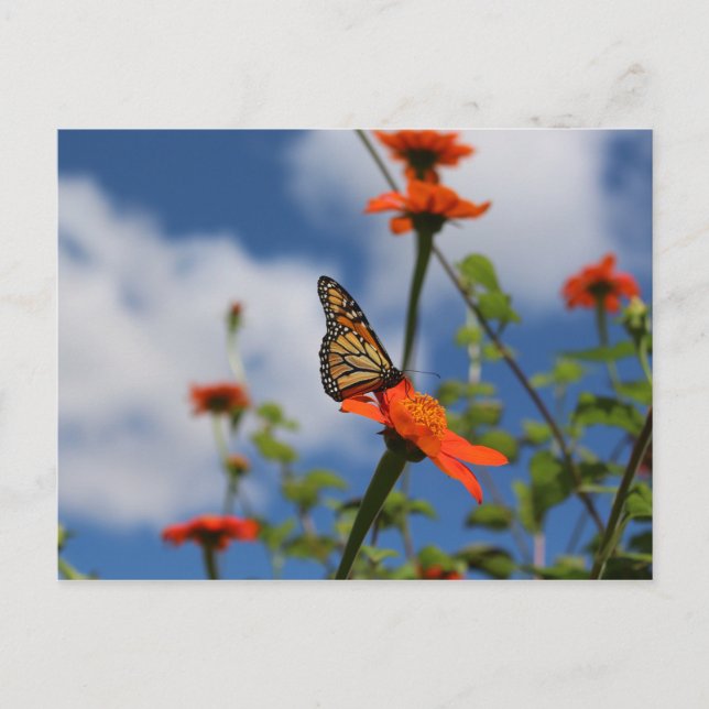 Cartão Postal Cartaz da borboleta Monarca (Frente)