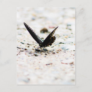 Cartão Postal Cartaz da borboleta picebush