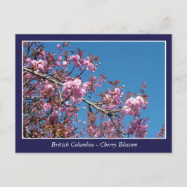 Cartão Postal Cartaz da flor da cereja bonita